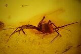 mm Spider (Araneae) & Three Flies In Baltic Amber #123378-4